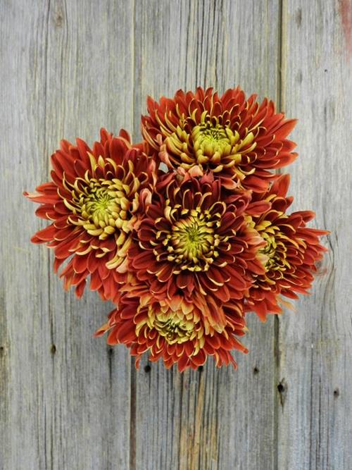BLAZE CREMONE  BRONZE DISBUDS